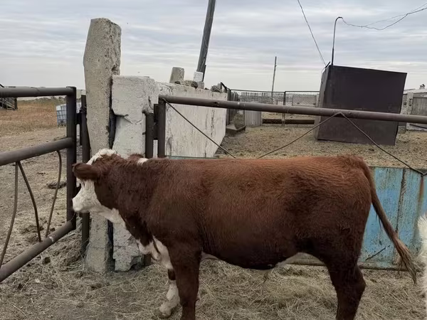 Toro, Hereford