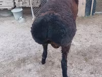 Qoç, Tian-Shan semifinewool sheep — foto 3