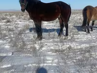 حصان, Kazakh horse — الصورة 2