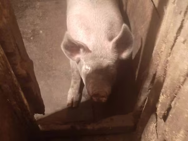 母猪, Pigs