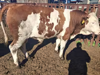 सांड, Simmental cattle — फ़ोटो 2