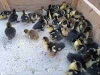 Ducks — 1-rasm