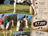 Stute, Pinto horses — Foto 1