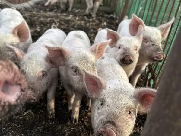 Schweine (Partie, Geschlecht nicht angegeben), Крупная белая
