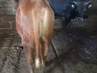Toro, Ganado vacuno — foto 5