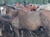 Madyan, Horse breed — foto 2