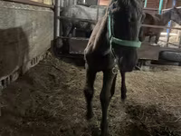 Horse (M), Horses — photo 4