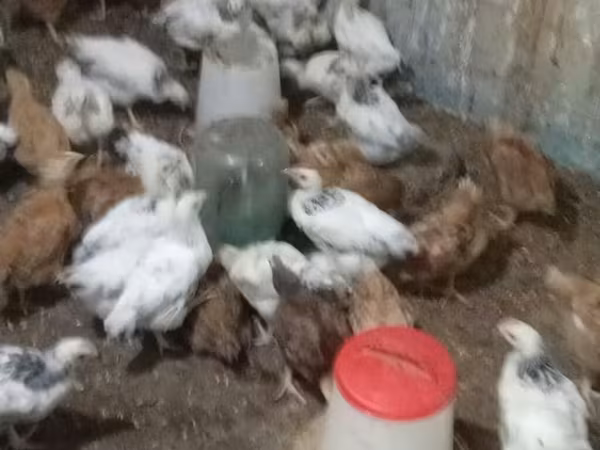 Chickens