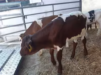 Bulle, Simmental cattle — Foto 2