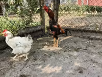 Chickens — الصورة 4