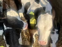 ІҚМ (топ, жынысы көрсетілмеген), Russian Black pied cattle — 1-сурет