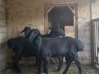 كبش, الأغنام — الصورة 2
