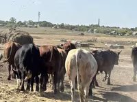Buğa, Mal-qara — foto 1