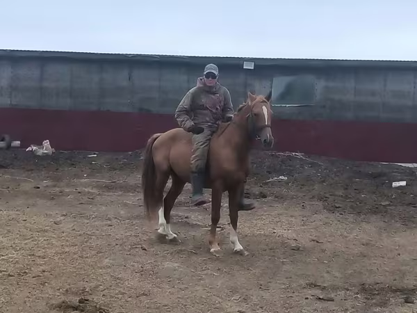 فرس, Horse breed