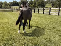 Hengst, Rocky Mountain Horse — Foto 6