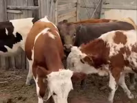 ثور, Simmental cattle — الصورة 3
