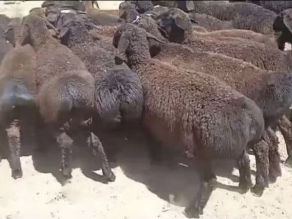 Ram, Sheep