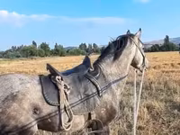 حصان, Azerbaijan horse — الصورة 3