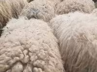 أغنام (دفعة، الجنس غير محدد), الأغنام — الصورة 2