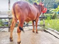 Bull, Cattle — photo 3