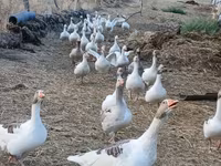 Geese — 3-сурет