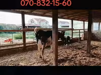 Vaca, Raza Holstein — foto 4