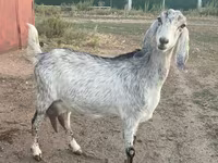 Cabra, Nubian Goat — foto 1