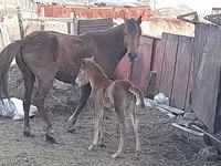 घोड़ी, Horse breed — फ़ोटो 8