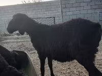 Ziegenbock, Ziegen — Foto 6