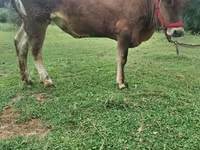 Vaca, Raza Alatau — foto 7