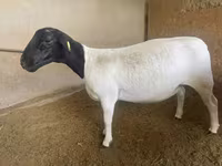 Qoʻy, Dorper sheep — 1-rasm