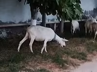 Echki, Saanen goat — 4-rasm