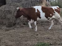 Kuh, Simmental cattle — Foto 5