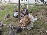 Turkeys — 4-rasm