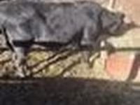 Kuh, Aberdeen-Angus — Foto 3