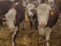 गाय, गोलस्टीन नस्ल — फ़ोटो 8