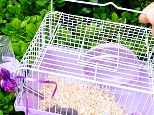 1əd Qəfəs 20m 
hamster 10m dəst satılır