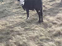 Vaca, Simmental cattle — foto 3
