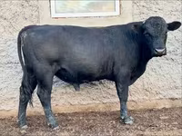 Bulle, Aberdeen-Angus — Foto 4