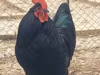 Australorp — Foto 2