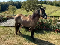 حصان, Rocky Mountain Horse — الصورة 3