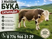 Bulle, Simmental cattle — Foto 1