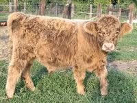 सांड, गैलोवे गाय — फ़ोटो 4