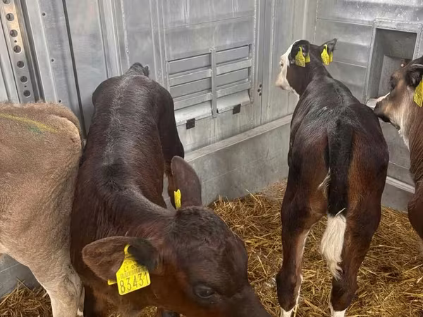 Vaca, Aberdeen-Angus