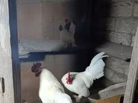 Chickens — الصورة 1