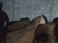 公羊, Sheep — 照片 4