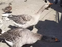 Geese — foto 3