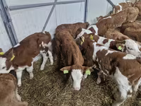 Bulle, Simmental cattle — Foto 2