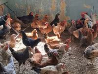 Chickens — फ़ोटो 2