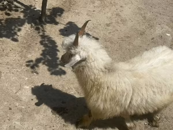 Ziege, Angora goats